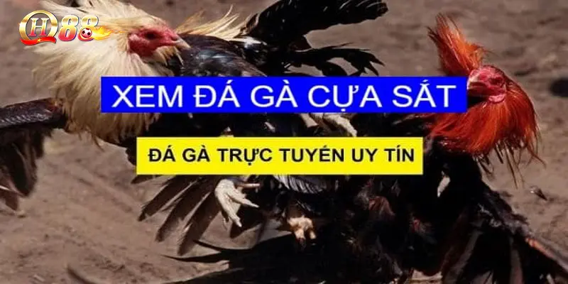 Đá Gà Cựa Sắt